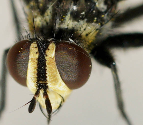 Two-spotted Cylindrical Fly (Cylindromyia bimacula)