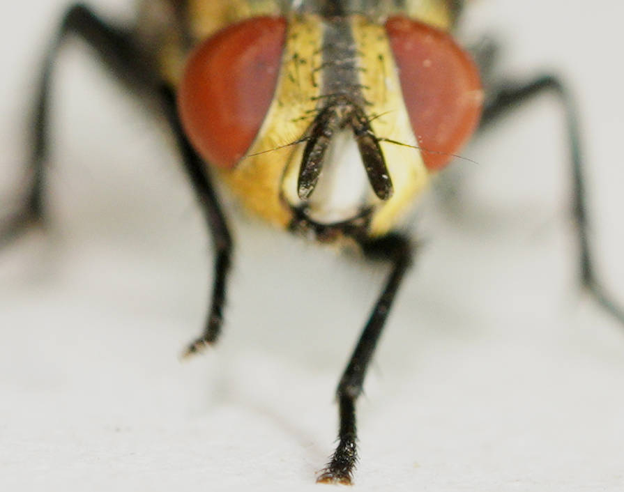 Grey Flesh Fly (Sarcophaga aurifrons)