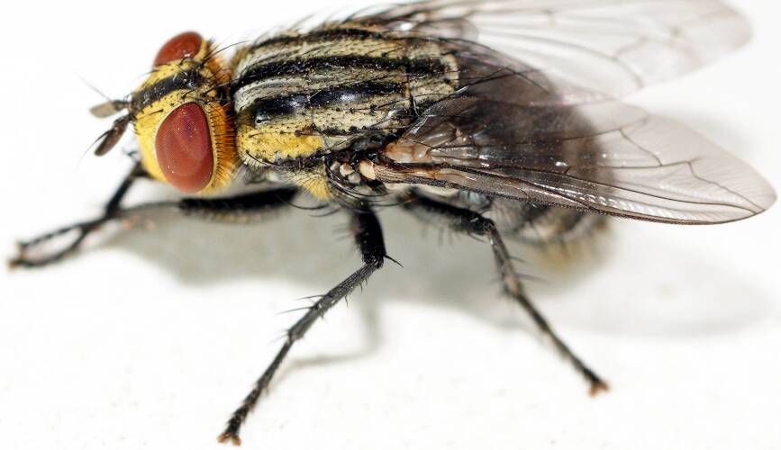 Grey Flesh Fly (Sarcophaga aurifrons)