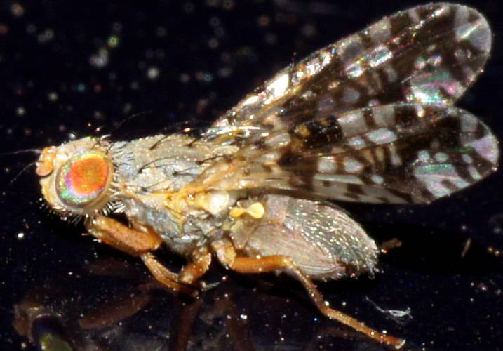 False Fruit Fly (Austrotephritis poenia)