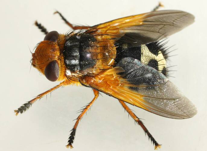 Golden Bristle Fly (Microtropesa sinuata)