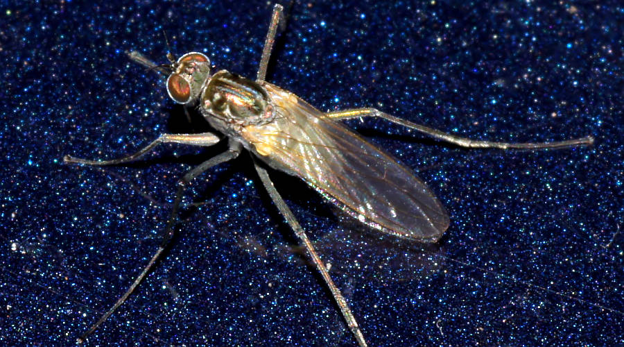 Long Legged Fly (Hydrophorus cf praecox)