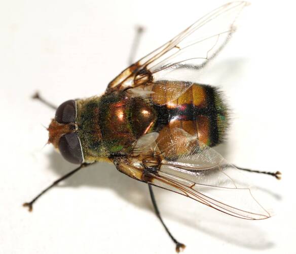 Big Golden Bristle Fly (Rutilia sp ES04)