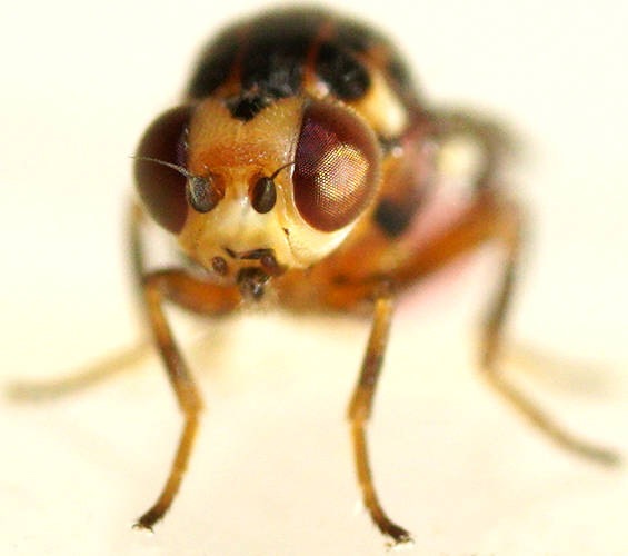 Pink-bellied Frit Fly (Gaurax sp ES02)