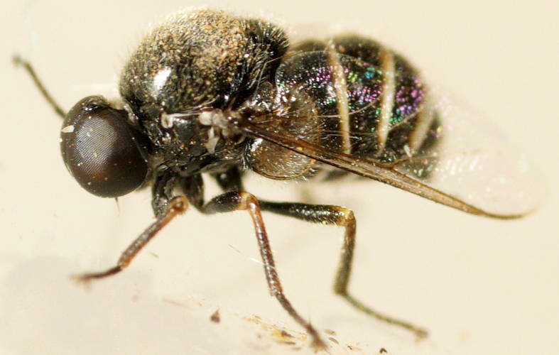 Small-headed Fly (Ogcodes sp)