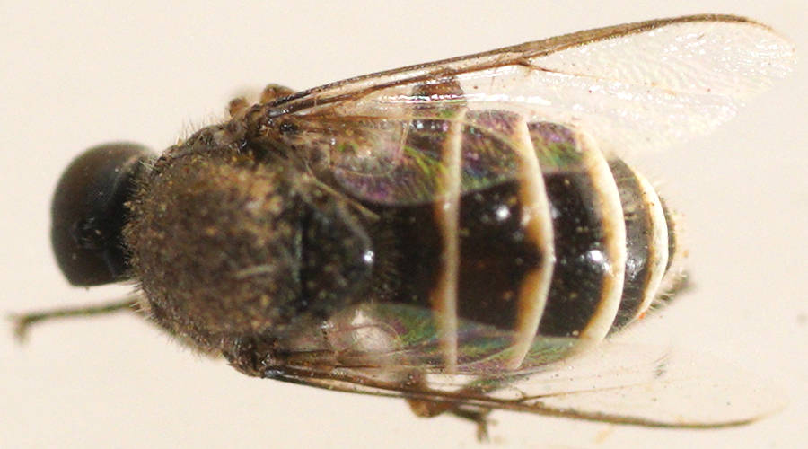 Small-headed Fly (Ogcodes sp)
