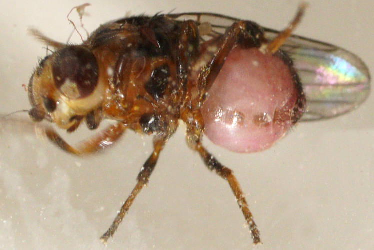Pink-bellied Frit Fly (Gaurax sp ES02)
