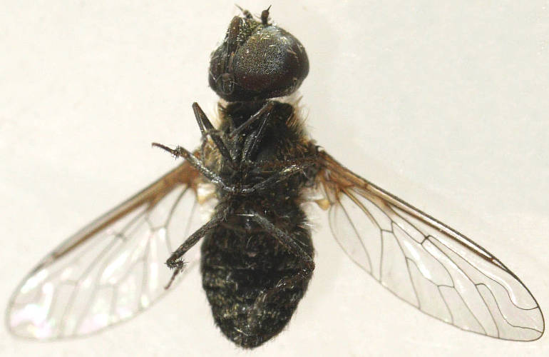 Dwarf Striped Bee Fly (Villini sp ES08)