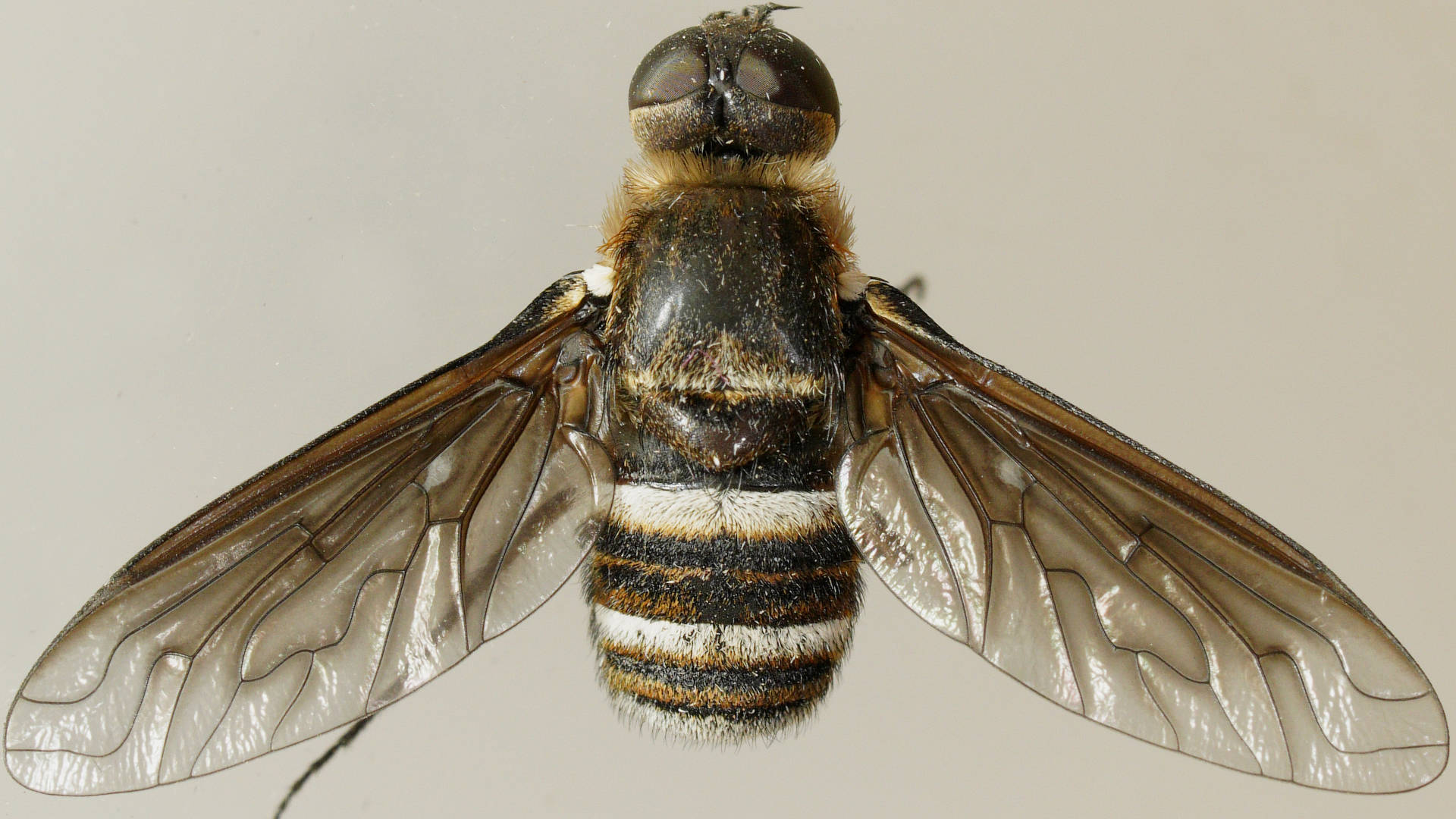 Smokey-winged Striped Bee Fly (Villini sp ES03)