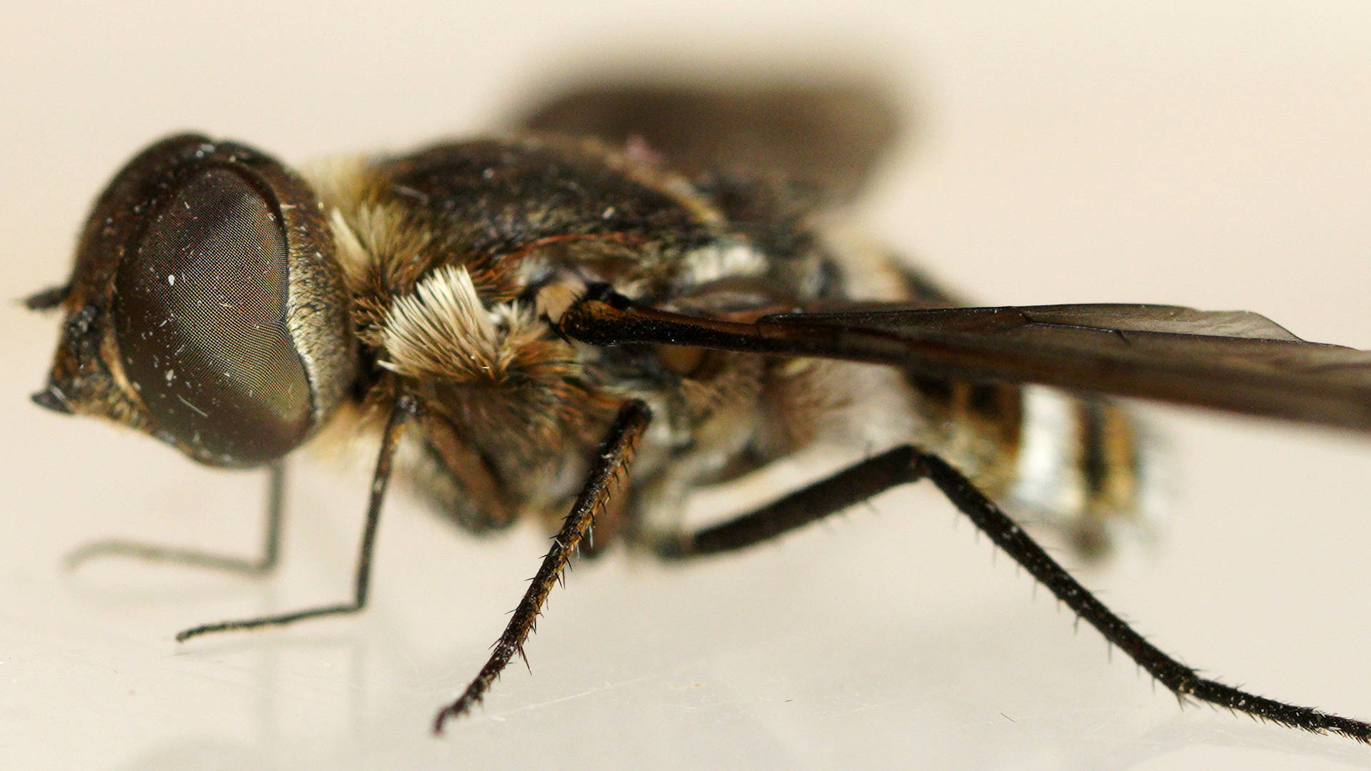 Smokey-winged Striped Bee Fly (Villini sp ES03)