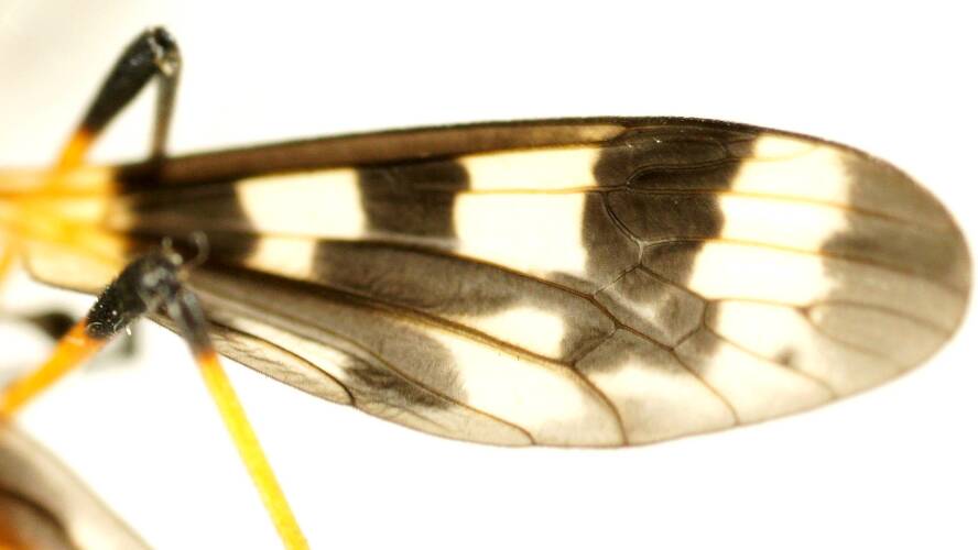 Orange Striped Crane Fly (Gynoplistia cf bella)