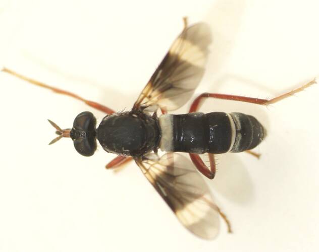 White-striped Stiletto Fly (Pipinnipons fascipennis)