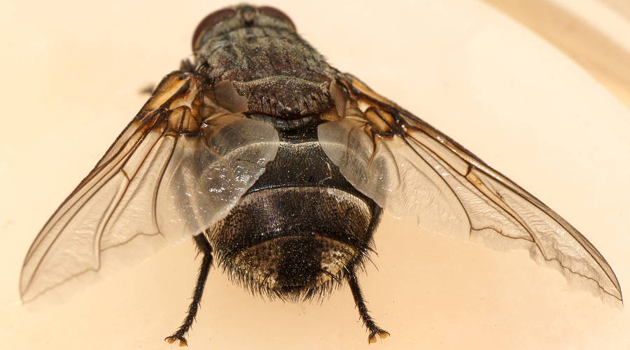Massive Bristle Fly (Prodiaphania sp ES01)