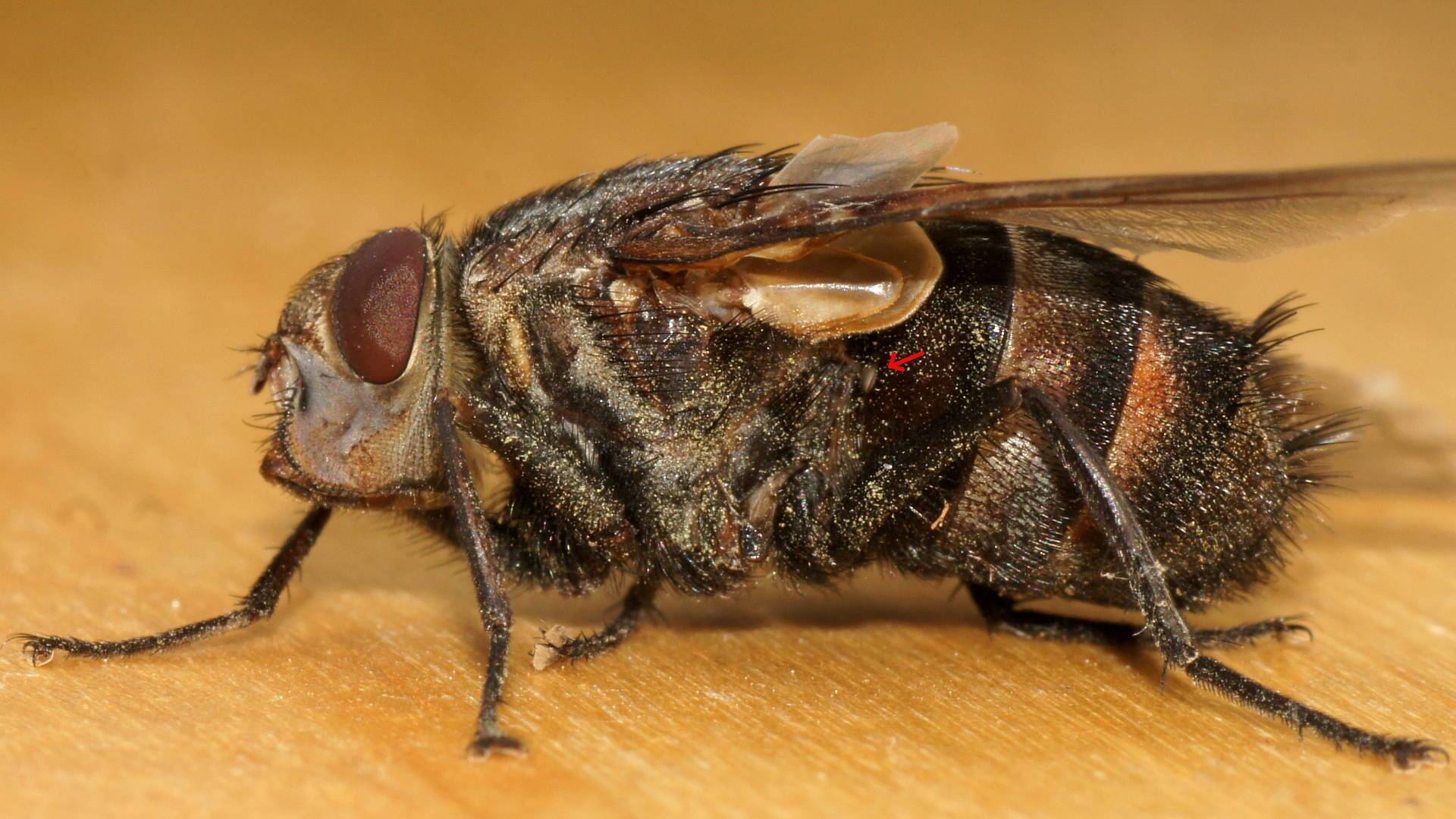 Massive Bristle Fly (Prodiaphania sp ES01)