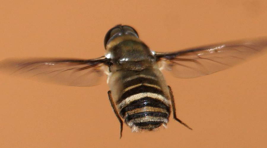 Villa Bee Fly