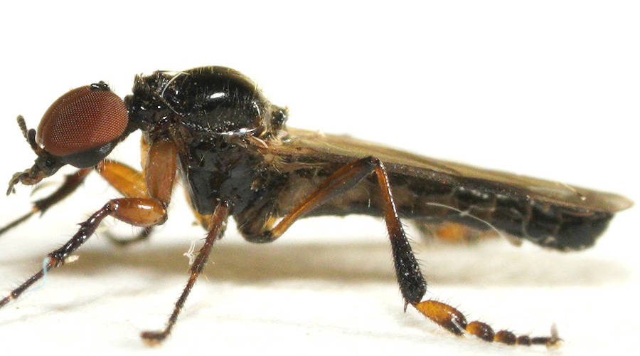 Bubble-leg March Fly (Dilophus sp ES02)