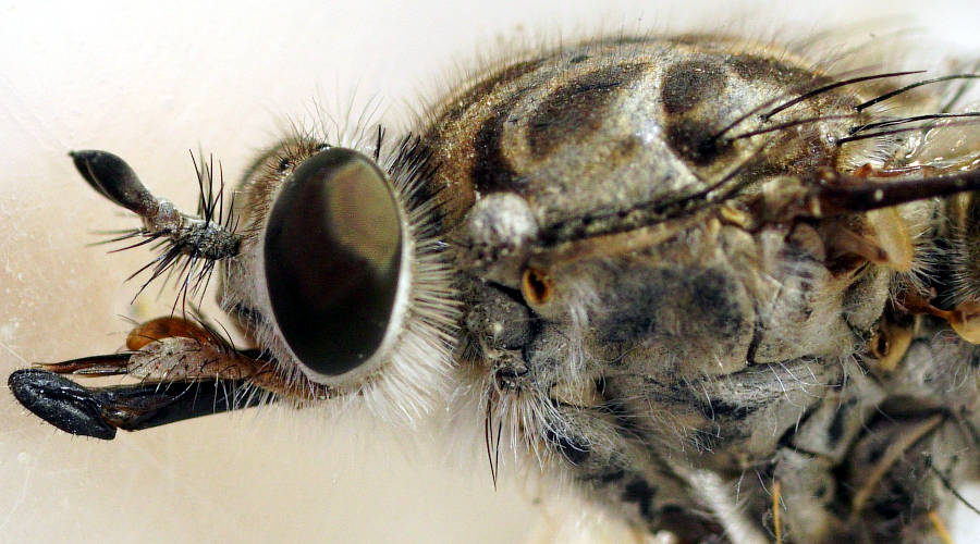 Dash-marked Flower-loving Fly (Apiocera sp ES03)