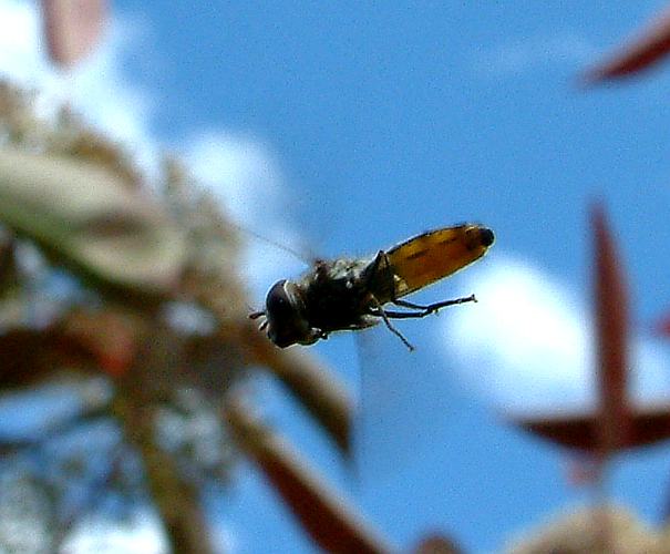Half-band Hover Fly (Melangyna viridiceps)