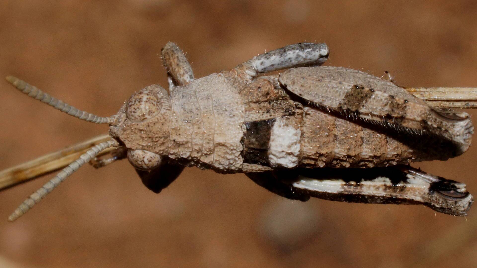 Riverina Stonehopper (Cratilopus sp ES02)