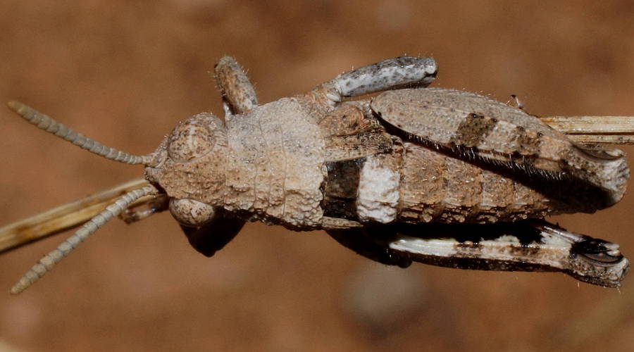 Riverina Stonehopper (Cratilopus sp ES02)