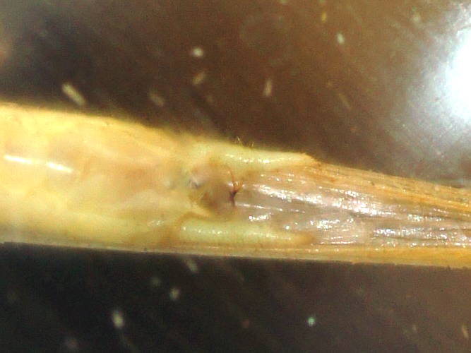 Upolu Grass Katydid (Conocephalus upoluensis)