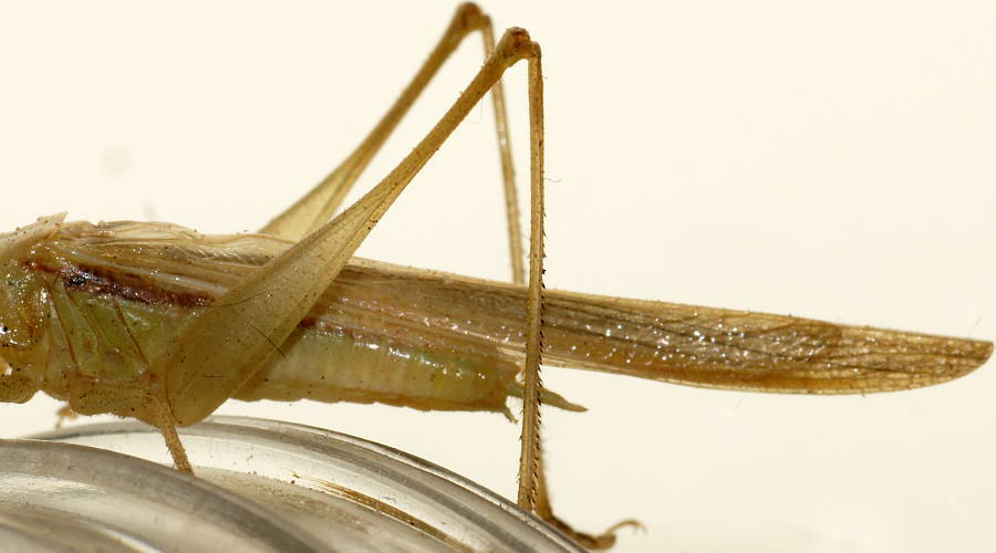 Upolu Grass Katydid (Conocephalus upoluensis)