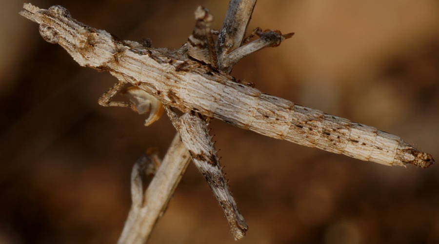 Pale Matchstick Grasshopper (Morabinae sp ES11)