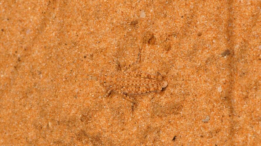 Sand Dune Grasshopper (Urnisiella rubropunctata)
