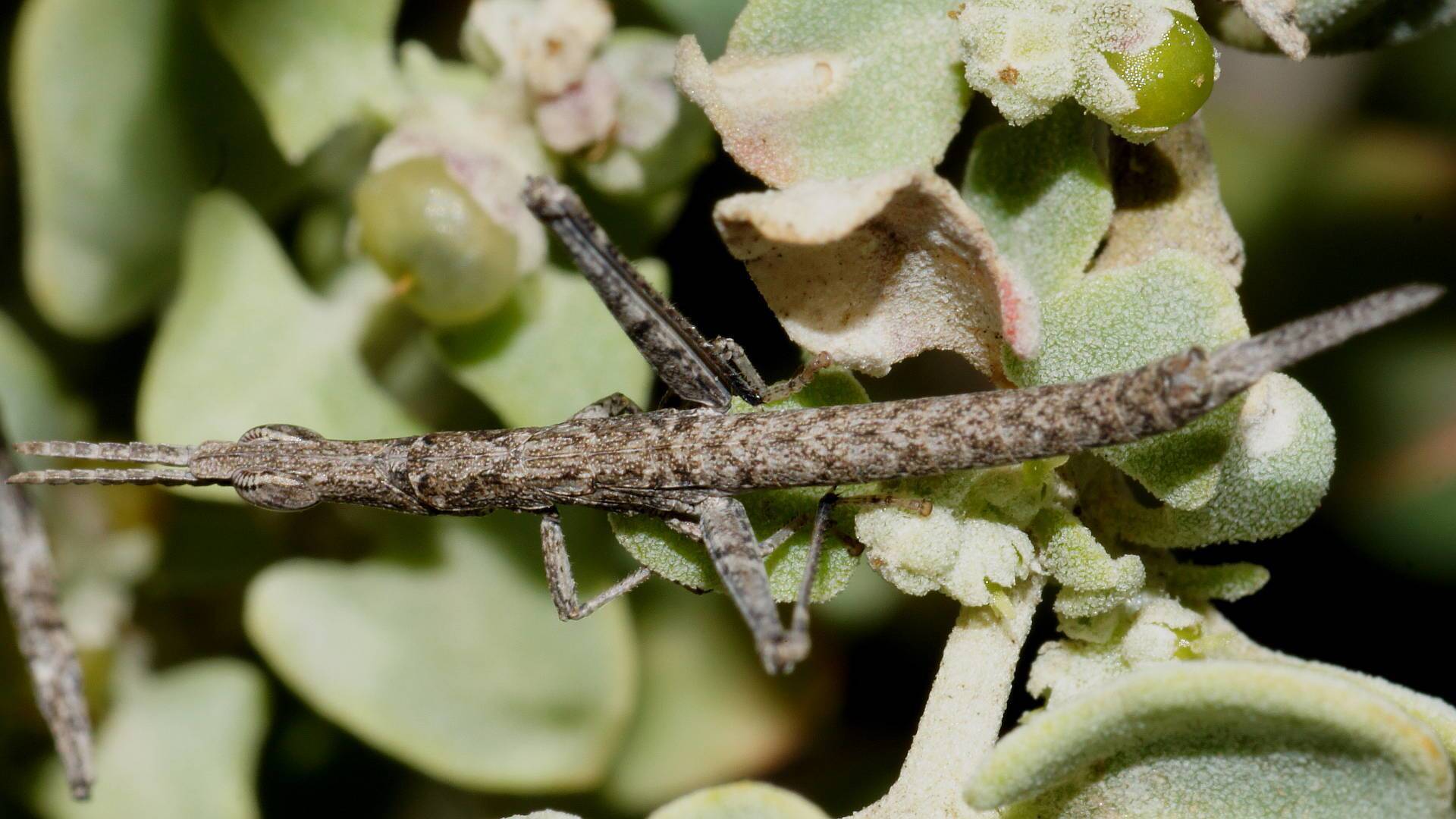 Mottled Matchstick Grasshopper (Morabinae sp ES03)