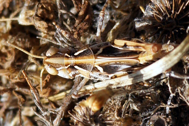Australian Plague Locust (Chortoicetes terminifera)