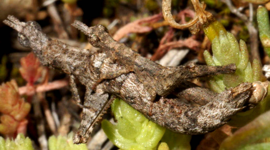 Short Antennae Matchstick Grasshopper (Morabinae sp ES02)