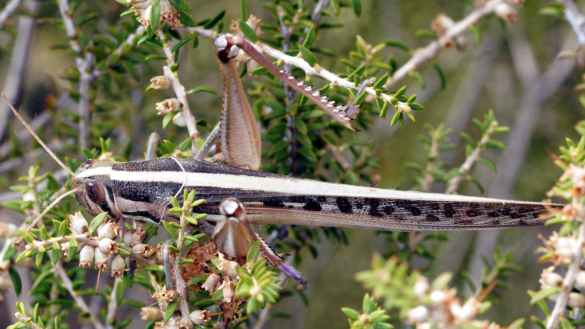 Spur-throated Locust (Austracris guttulosa)