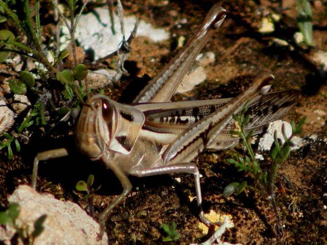 Spur-throated Locust (Austracris guttulosa)