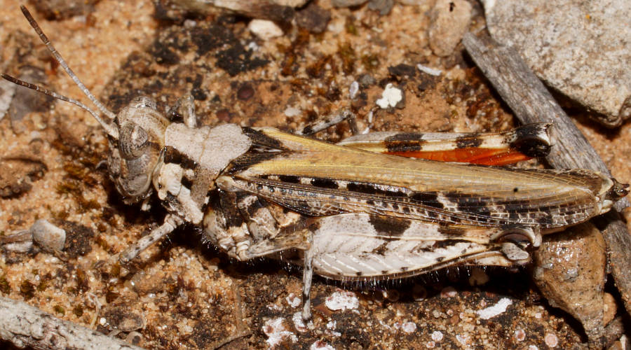 Red-legged Urnisa (Urnisa rugosa)