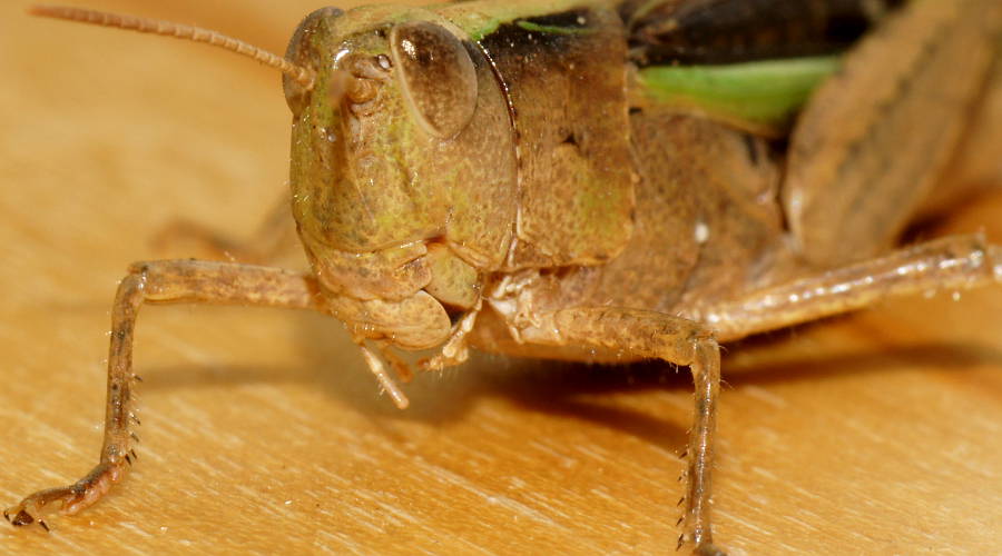 Disappearing Grasshopper (Schizobothrus flavovittatus)