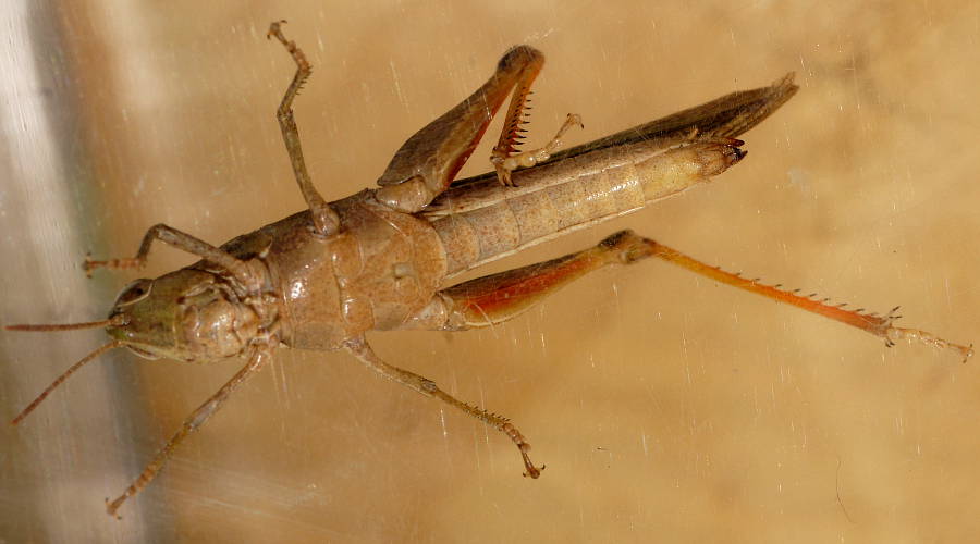 Disappearing Grasshopper (Schizobothrus flavovittatus)