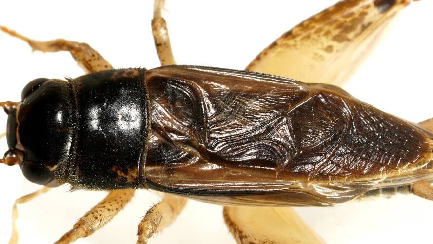 Brown Bush Cricket (Lepidogryllus comparatus)