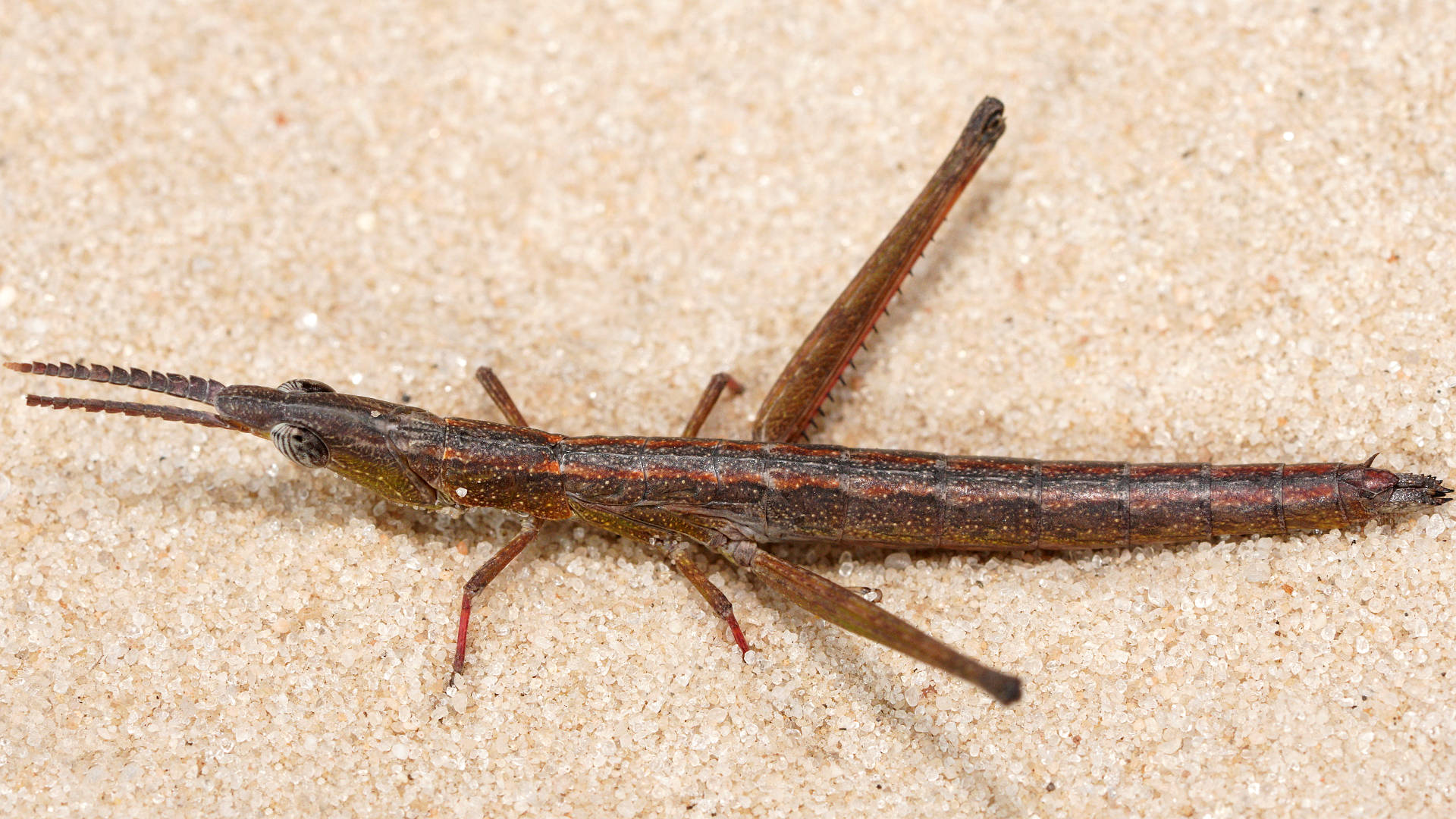 Red Matchstick Grasshopper (Prorifera sp P11a)