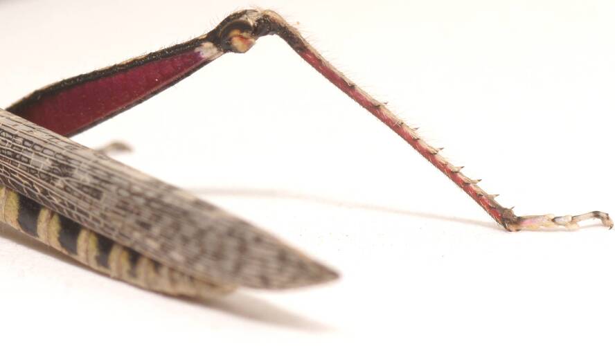 Strong-horned Grasshopper (Retuspia validicornis)