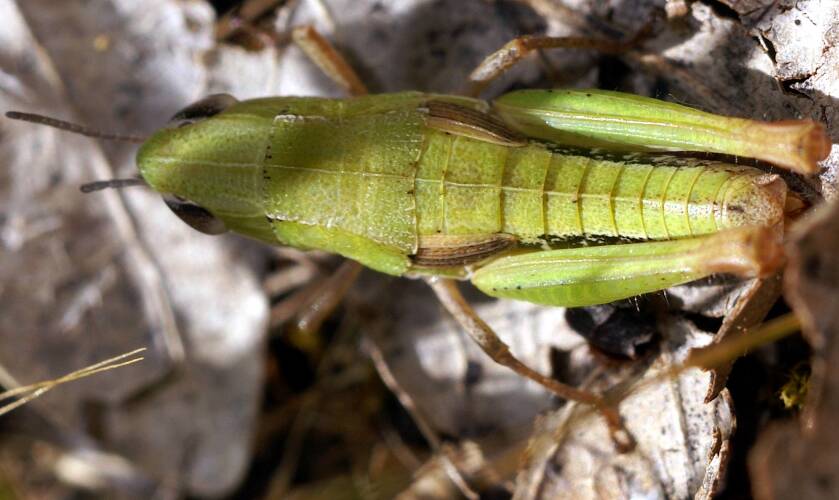 Wet-area Grasshopper (Perloccia evittata)
