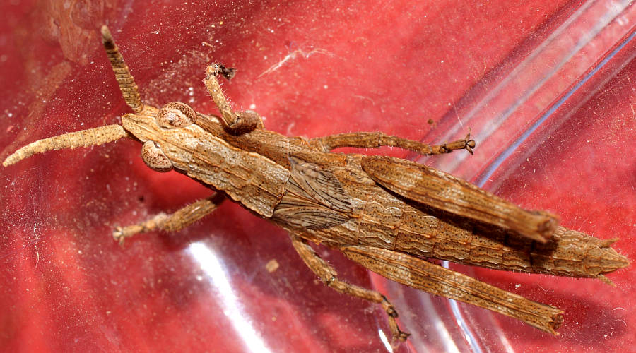 Bark-mimicking Grasshopper (Coryphistes ruricola)