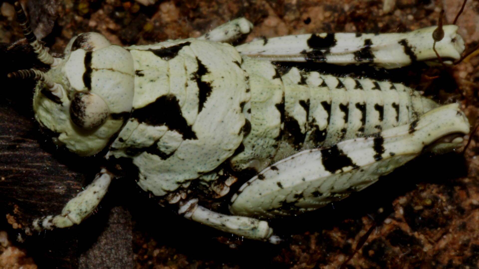 Green-lichen Stonehopper (Cratilopus sp ES01)