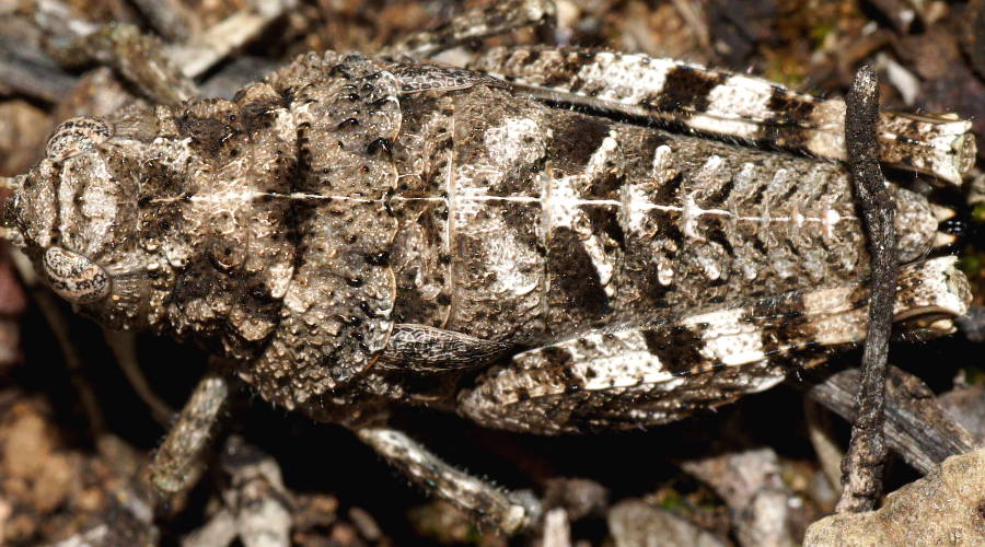 Striped Stonehopper (Cratilopus sp ES03)