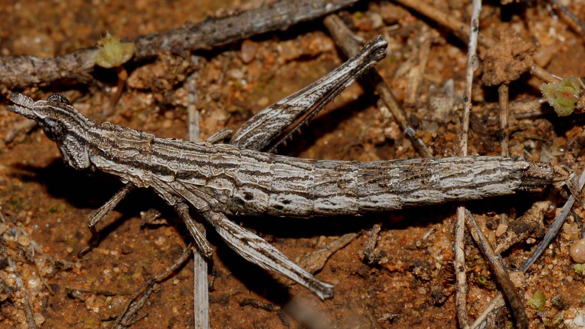 Quad Striped Matchstick Grasshopper (Morabinae sp ES08)