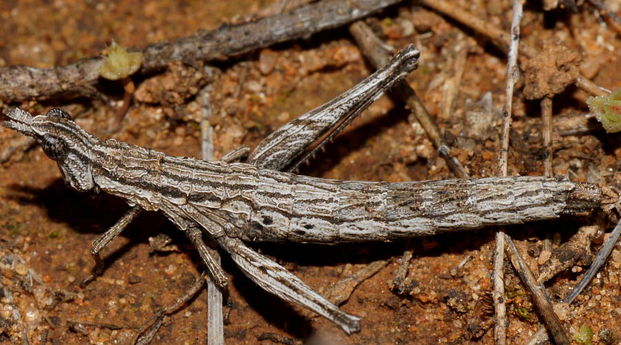 Quad Striped Matchstick Grasshopper (Morabinae sp ES08)