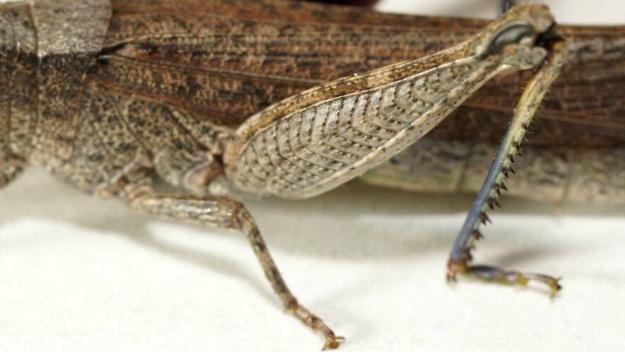 False Gumleaf Grasshopper (Goniaeoidea sp)