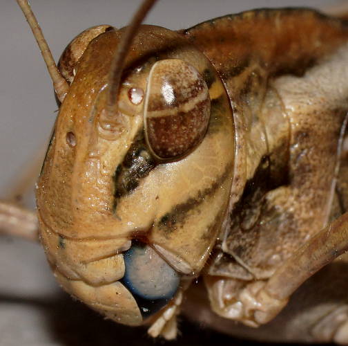 Yellow-winged Locust (Gastrimargus musicus)