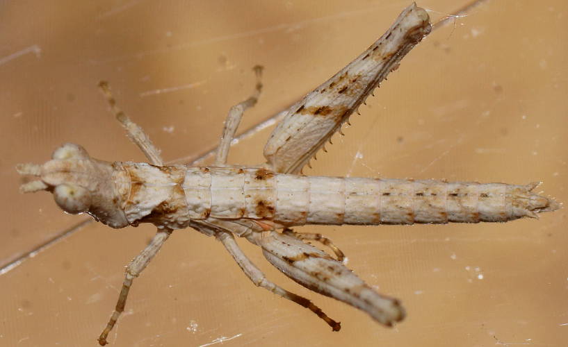 White Matchstick Grasshopper (Morabinae sp ES05)