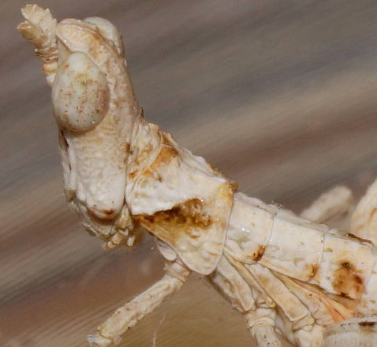 White Matchstick Grasshopper (Morabinae sp ES05)