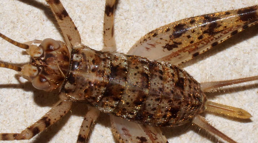 Spider Cricket (Endacusta australis)